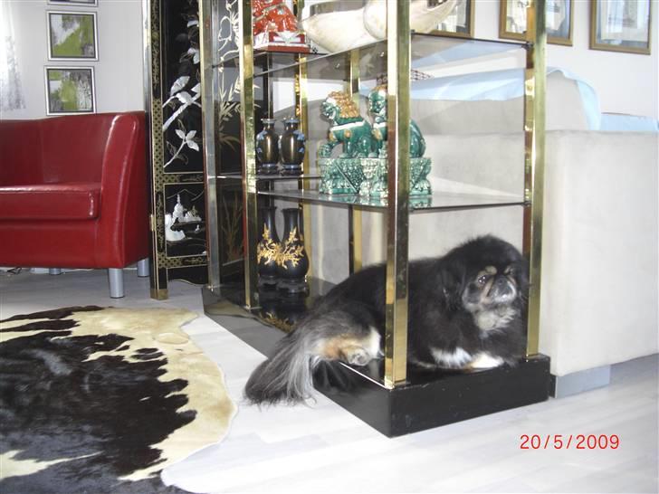 Pekingeser Gizmo - Her leger jeg så tempelløve billede 6