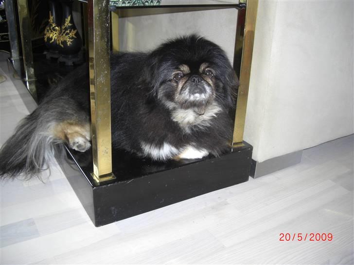 Pekingeser Gizmo billede 7