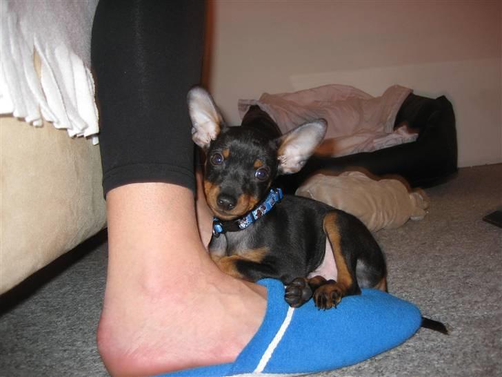 Dvaergpinscher Bastian - Her ligger jeg på min mor´s fod og slapper af billede 1