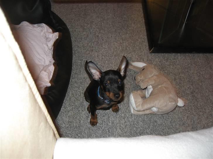 Dvaergpinscher Bastian - Mig og min kanin billede 2