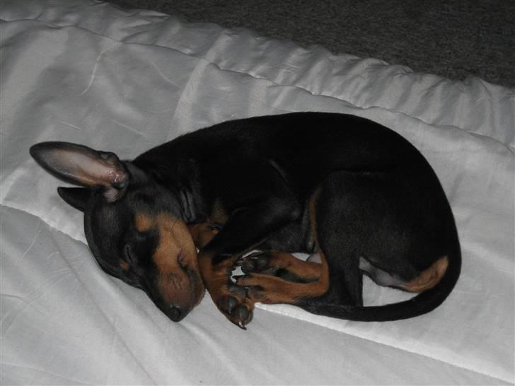 Dvaergpinscher Bastian - Får mig en lille lur billede 3