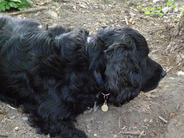 Cocker spaniel Pablo billede 1