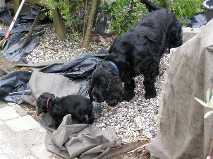 Cocker spaniel Pablo - Paplo leger med lillesøster Tika billede 2