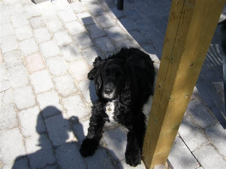 Cocker spaniel Pablo - Paplo kikker på fars skygge billede 3