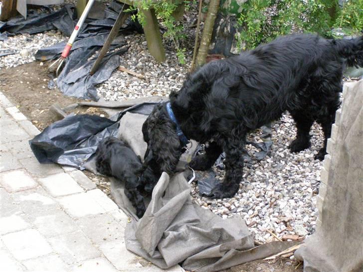 Cocker spaniel Pablo billede 4