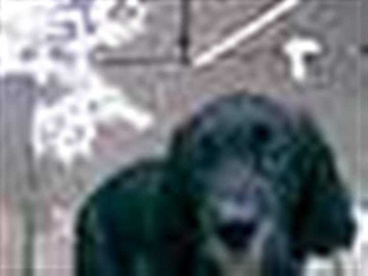 Cocker spaniel Pablo billede 5