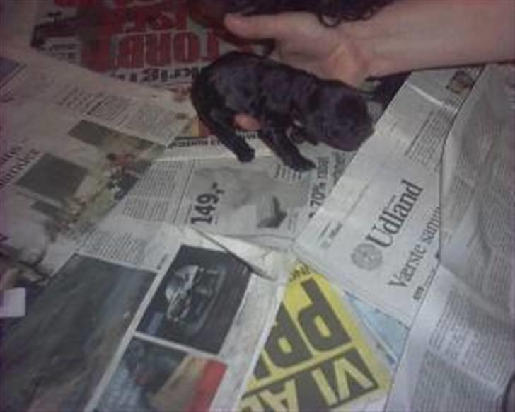 Cocker spaniel Pablo billede 6