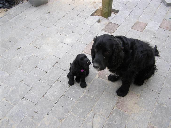 Cocker spaniel Pablo - Paplo  og lillesøster hvad skal vi nu lave billede 7