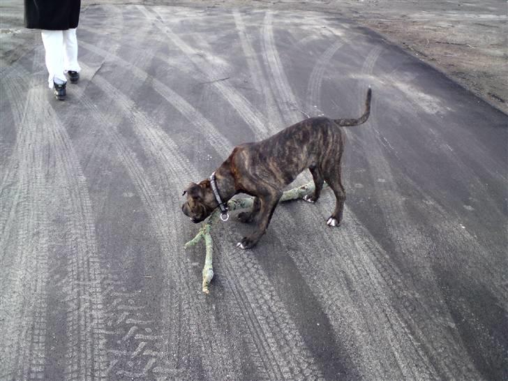 Blanding af racer Satan billede 2