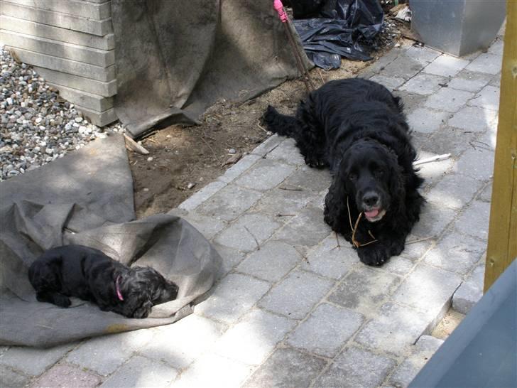 Cocker spaniel Pablo - Nu er vi trætte billede 8