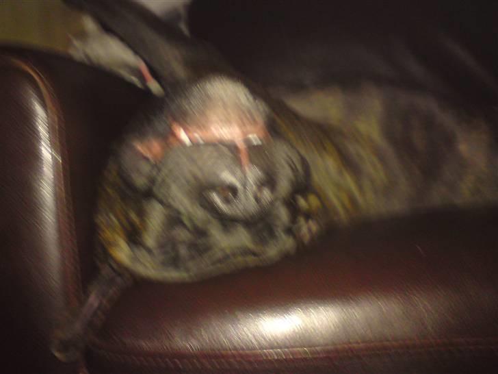 Blanding af racer Satan billede 3