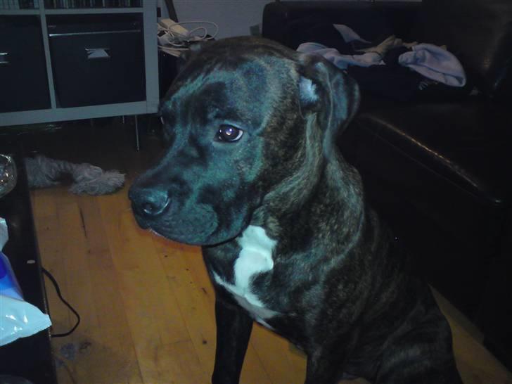 Blanding af racer Satan billede 4