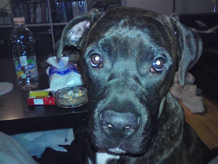 Blanding af racer Satan billede 5