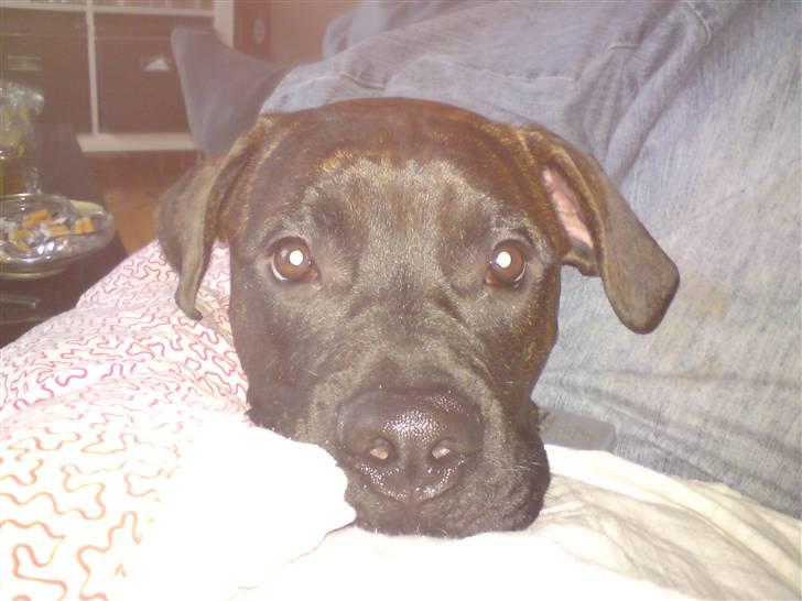 Blanding af racer Satan billede 6