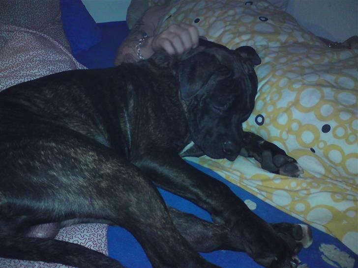 Blanding af racer Satan billede 8