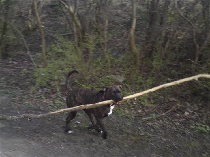 Blanding af racer Satan billede 10