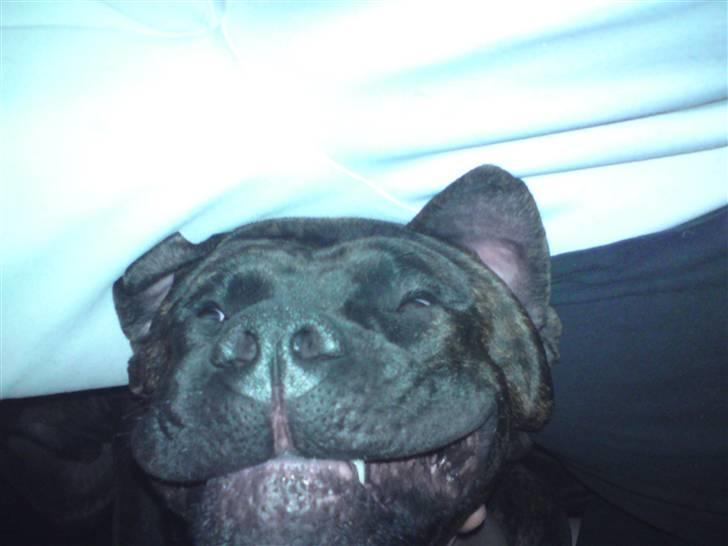 Blanding af racer Satan billede 11