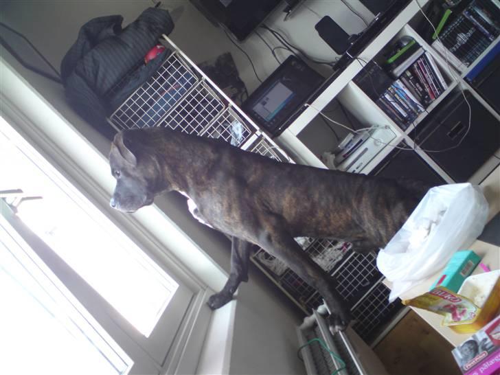 Blanding af racer Satan billede 12