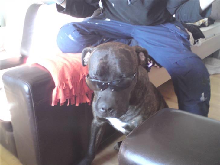 Blanding af racer Satan billede 13