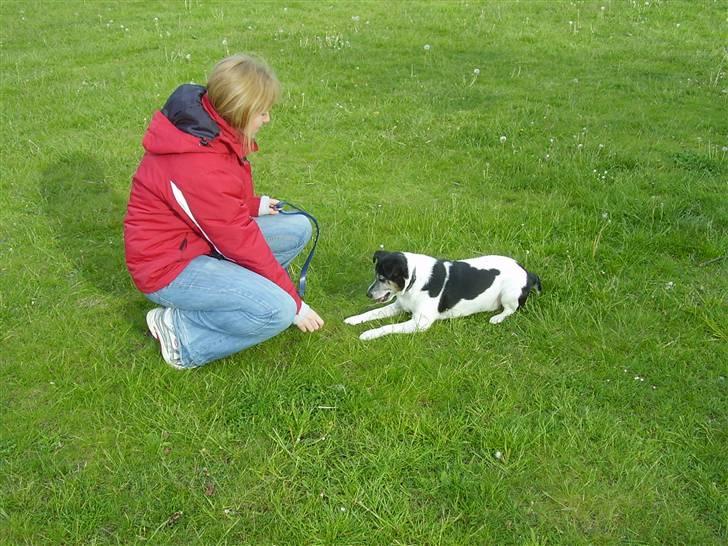Dansk svensk gaardhund Pluto - Han lære at ligge ved ordet put. Og så en godbid :-) billede 6
