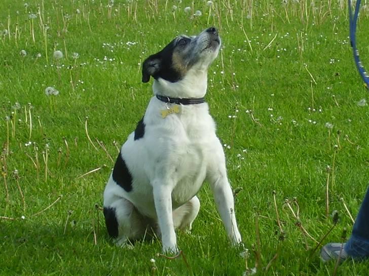 Dansk svensk gaardhund Pluto - Vuf Vuf billede 7