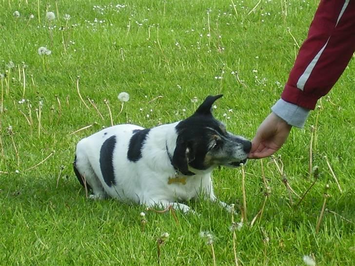Dansk svensk gaardhund Pluto billede 8