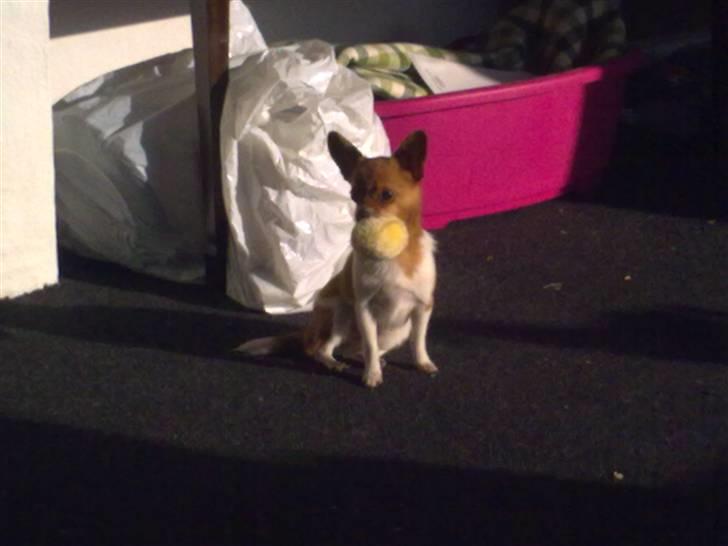 Chihuahua King <3 - Min mors billede 17