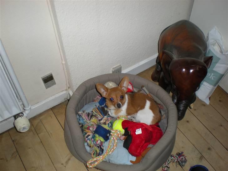 Chihuahua King <3 - Min mors billede 18