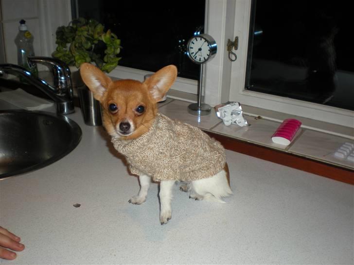 Chihuahua King <3 - Min mors billede 19