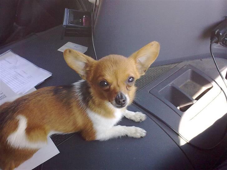 Chihuahua King <3 - Min mors billede 20