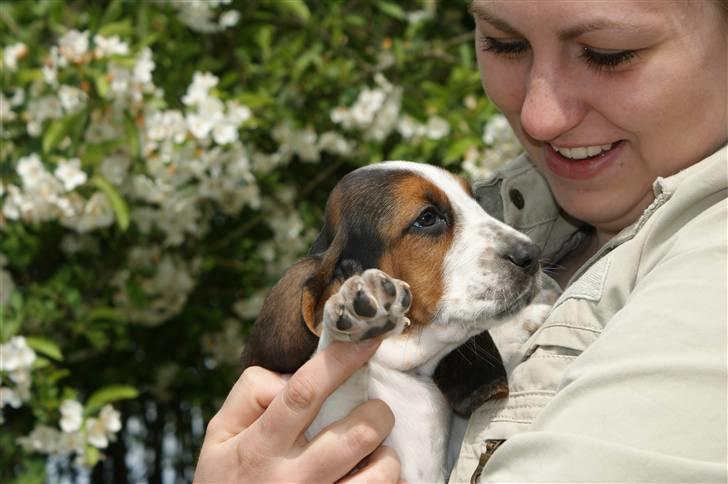 Basset hound Berta  billede 5