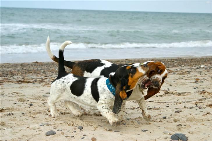 Basset hound Berta  billede 6