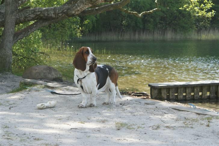 Basset hound Berta  billede 7