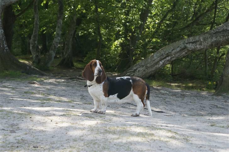 Basset hound Berta  billede 8