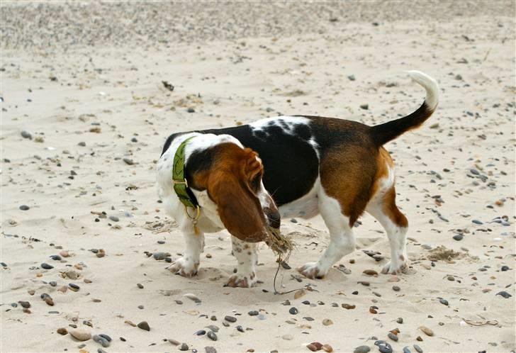 Basset hound Berta  billede 9