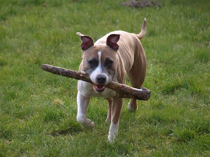 Amerikansk staffordshire terrier Luna billede 1