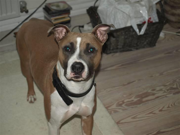 Amerikansk staffordshire terrier Luna billede 2