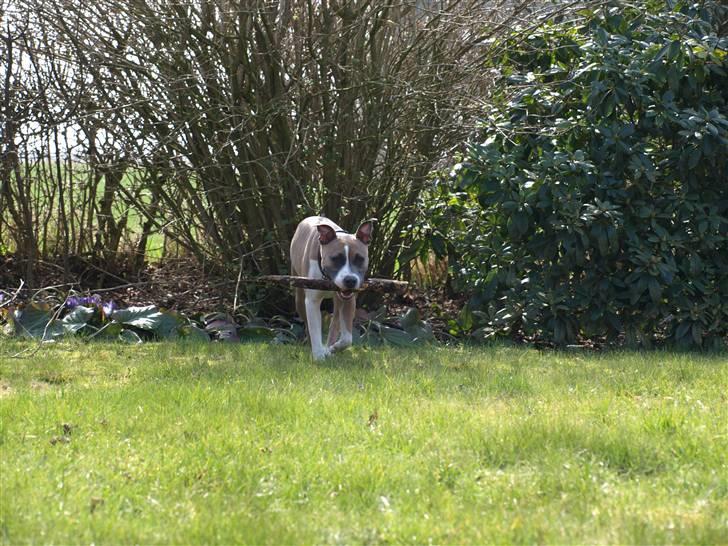 Amerikansk staffordshire terrier Luna billede 3