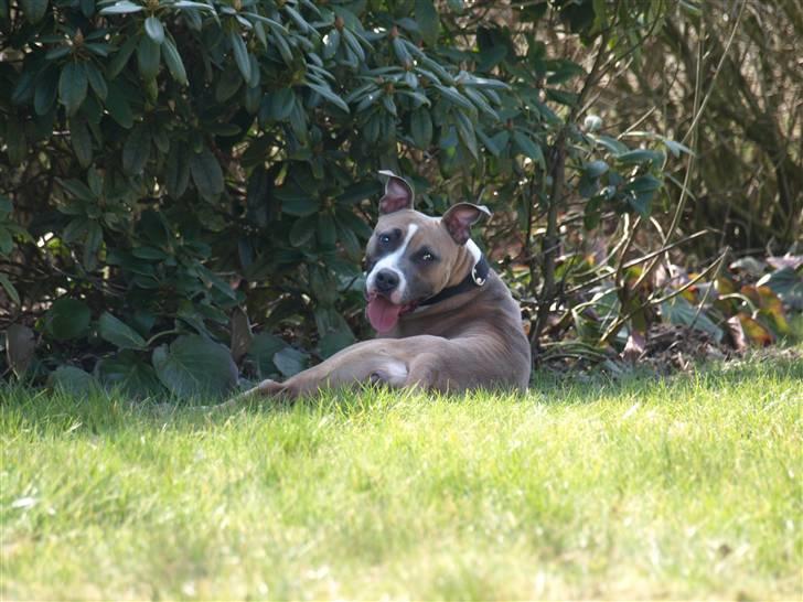 Amerikansk staffordshire terrier Luna billede 4