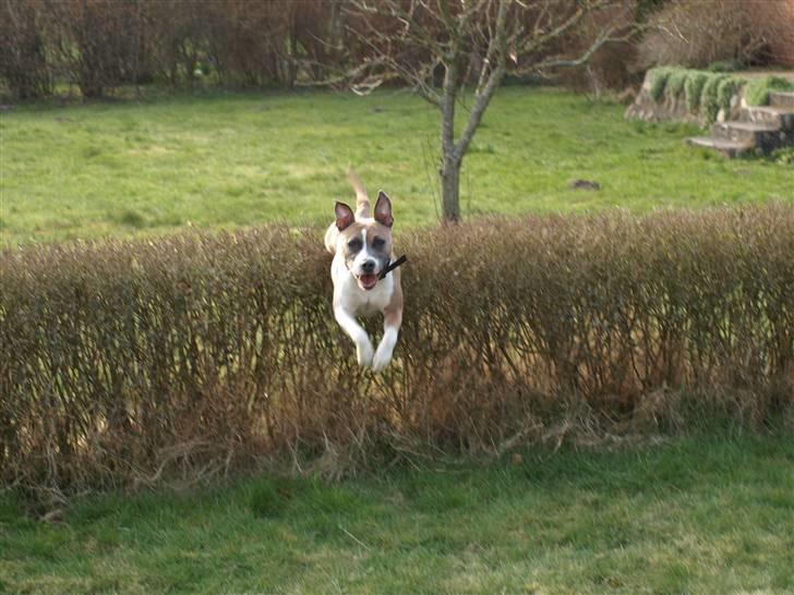 Amerikansk staffordshire terrier Luna billede 5