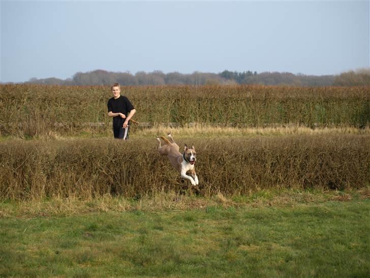 Amerikansk staffordshire terrier Luna billede 6