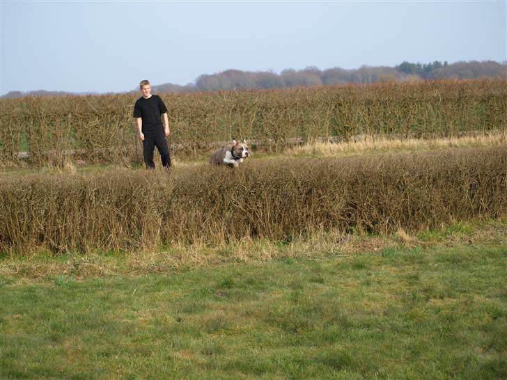 Amerikansk staffordshire terrier Luna billede 7