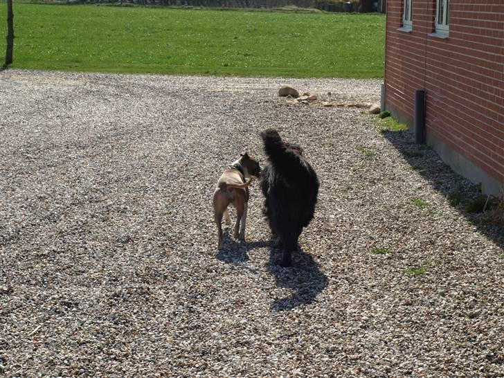 Amerikansk staffordshire terrier Luna billede 8