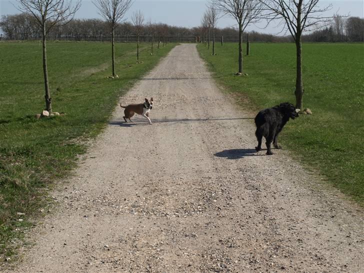 Amerikansk staffordshire terrier Luna billede 9