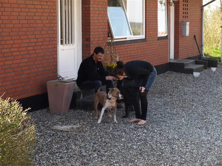 Amerikansk staffordshire terrier Luna billede 10