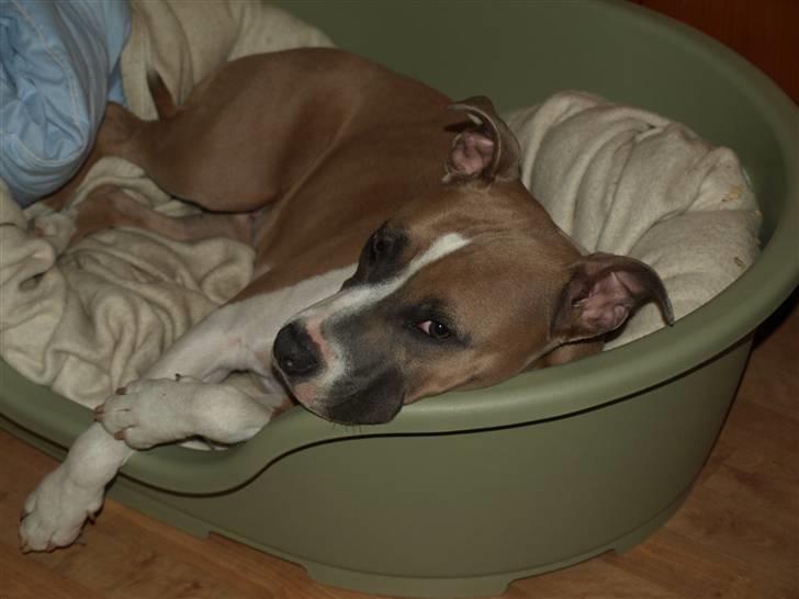 Amerikansk staffordshire terrier Luna billede 11