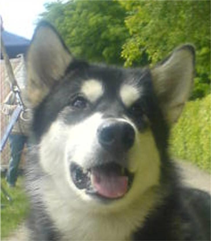 Alaskan malamute Nala - Nala 1 år billede 7