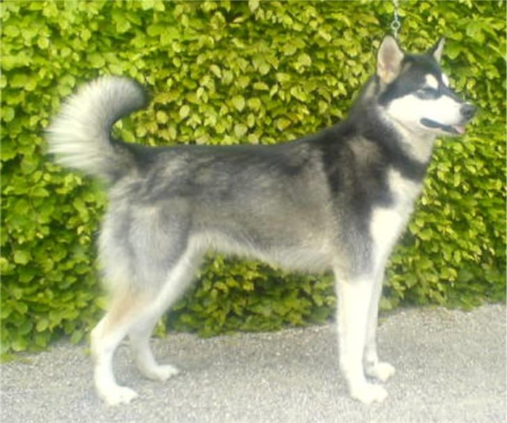 Alaskan malamute Nala - Nala 1 år, taget på skuet i Holstebro, hvor hun blev very good billede 8