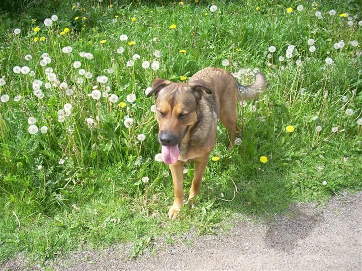 Blanding af racer Charlie *RIP* billede 10