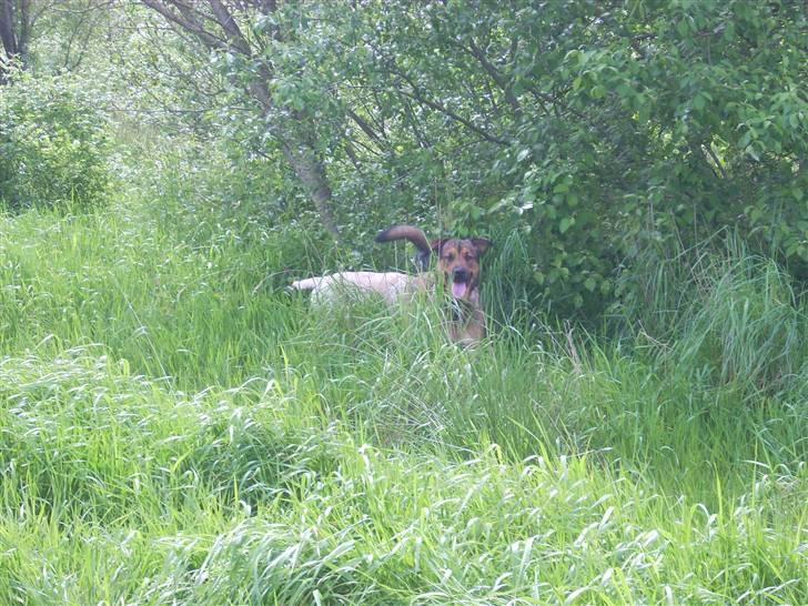 Blanding af racer Charlie *RIP* billede 11